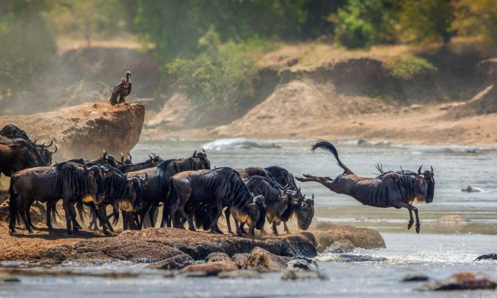 The Great Migration In Serengeti National Park