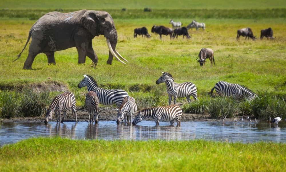 Top Tanzania Safari Packages 