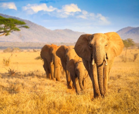Tanzania Safari Packag