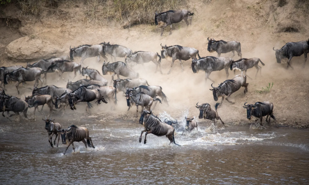  Great Migration Serengeti