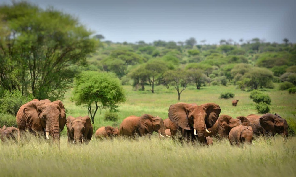 Safari in Serengeti National Park