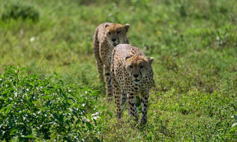 Different Types of Tanzania Safari Tours