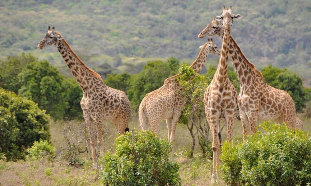 Tanzania Safari Destinations
