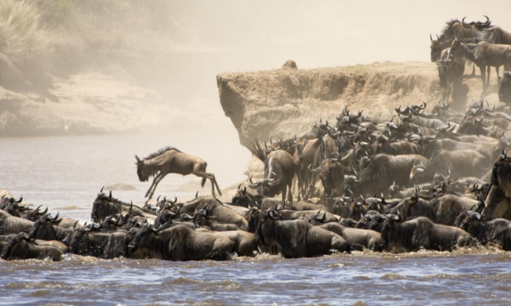 Great Migration in Serengeti National Park