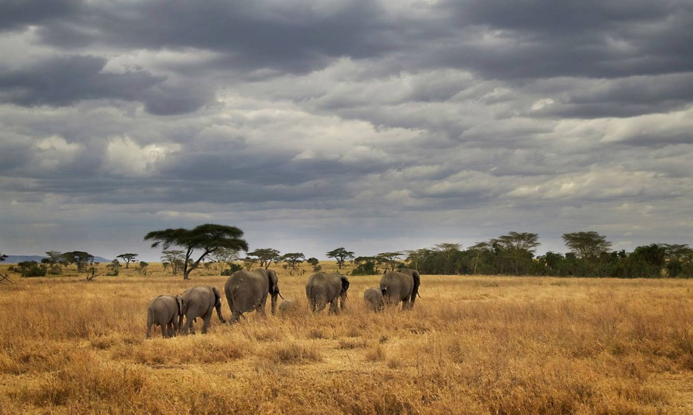 Average Tanzania Safari Costs