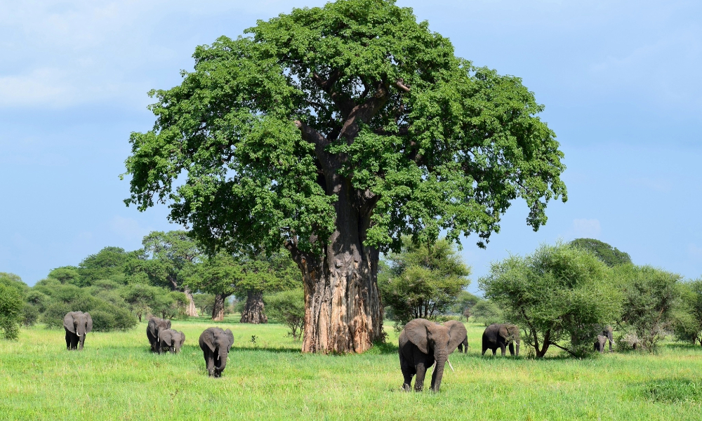 Baobab Tree – A Wildlife Haven