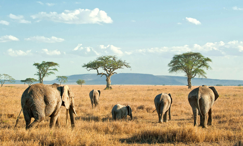 Dry Season Wildlife in Tanzania