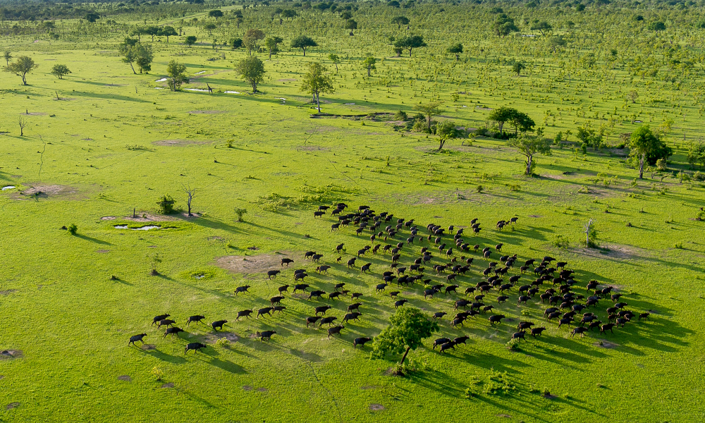Green Season In Tanzania
