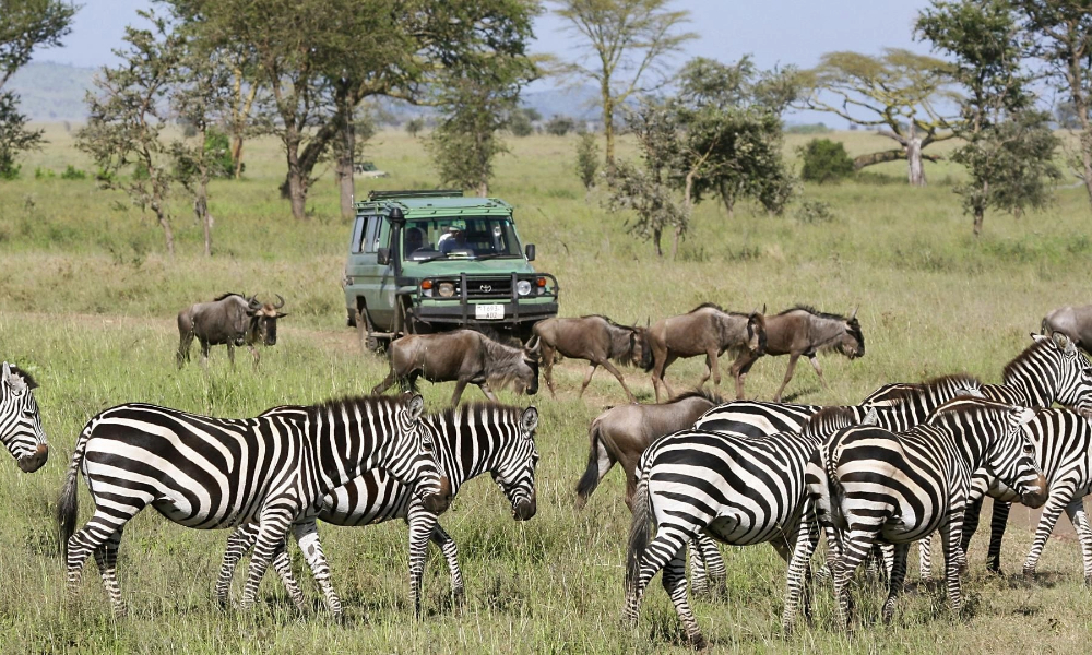 Tanzania Safari Season
