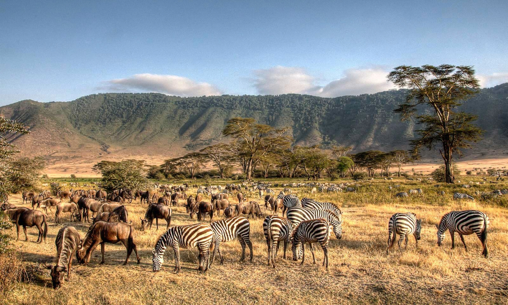 Tanzania Safari Travel