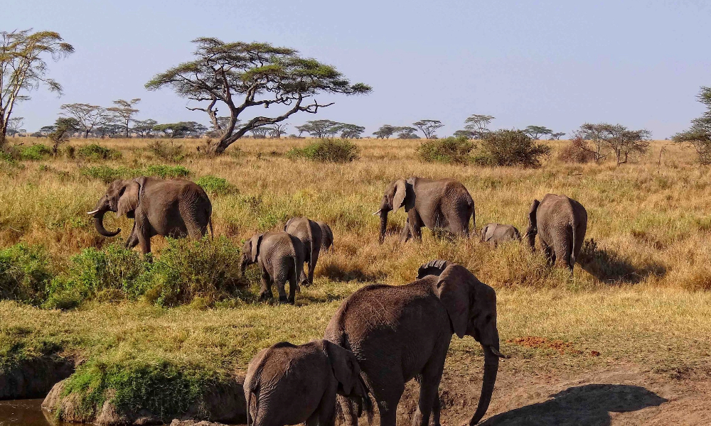 Tanzania Wildlife Tours