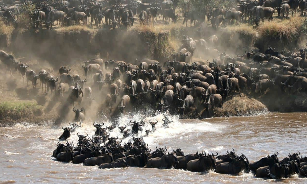 The Great Migration Serengeti Safari