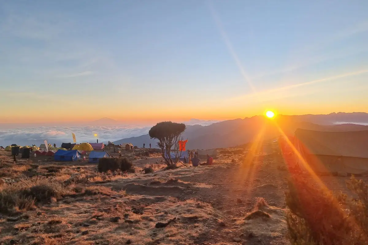 Zebras grazing under acacia trees
