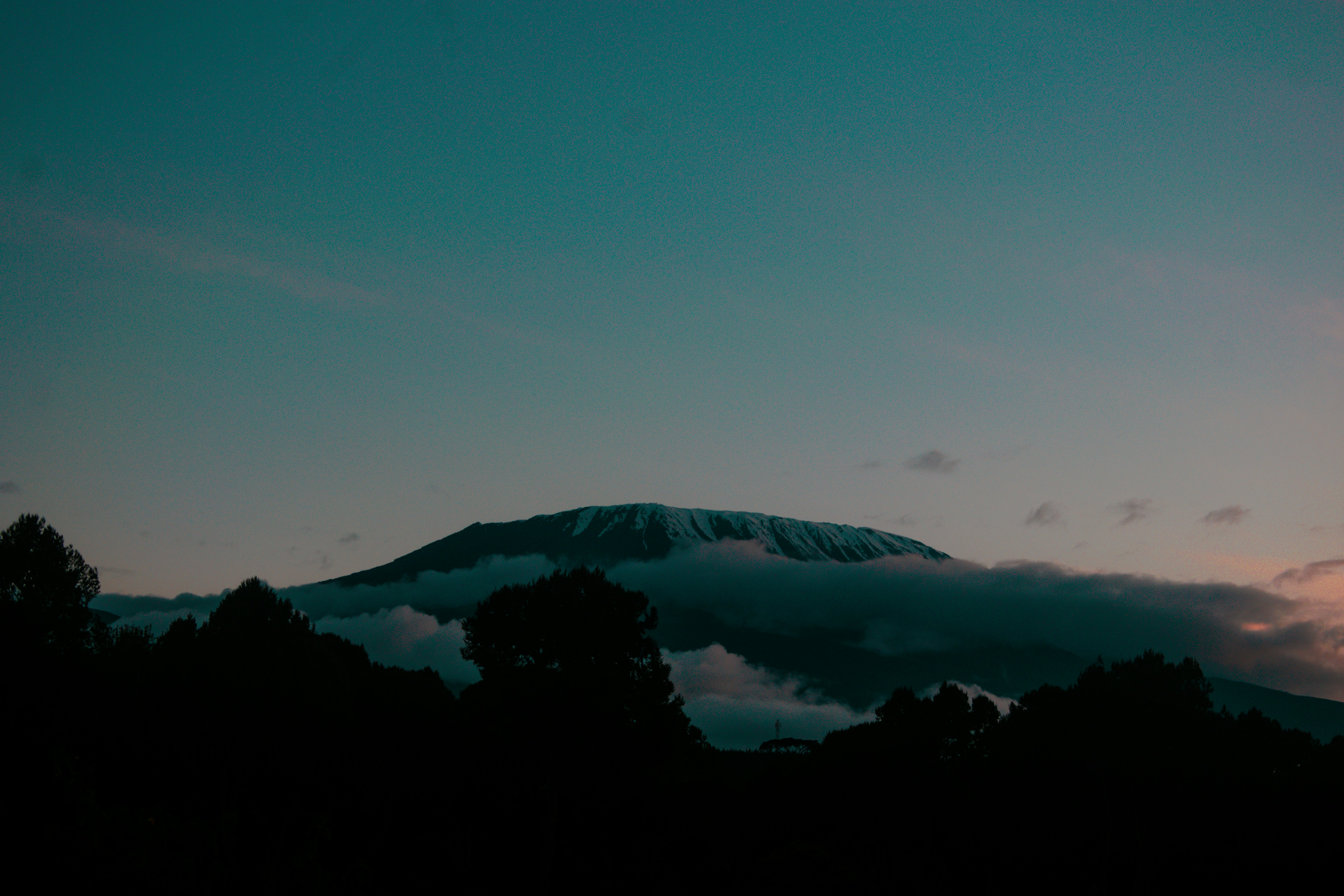 Leopard resting on a tree branch