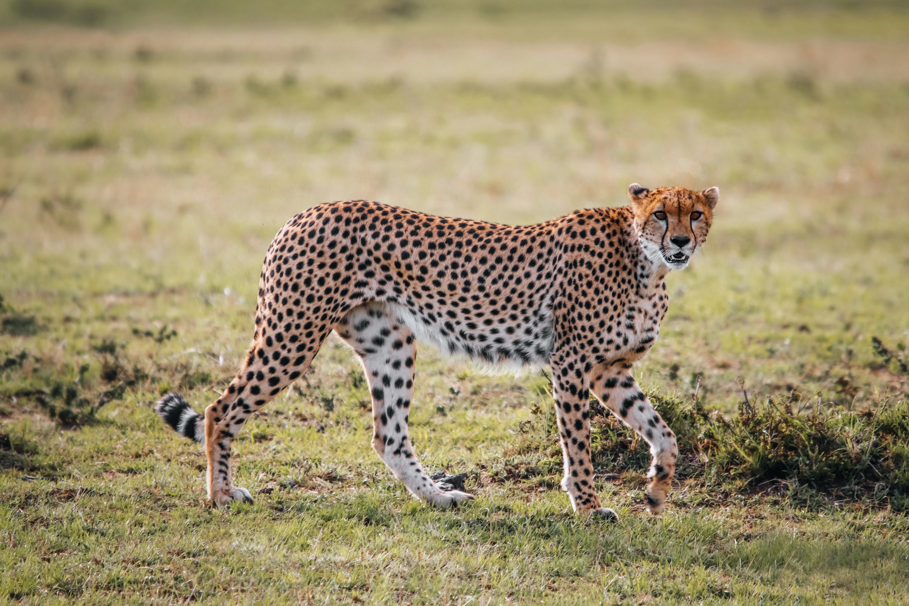 Leopard resting on a tree branch
